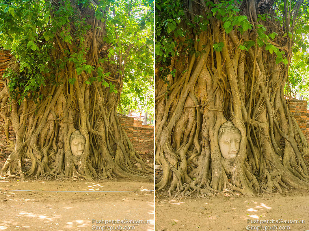buddha-head-in-tree-pics